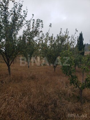 Torpaq Şamaxı