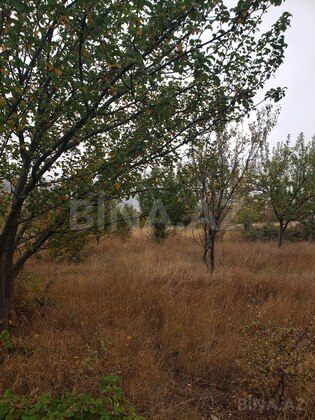 Torpaq Şamaxı