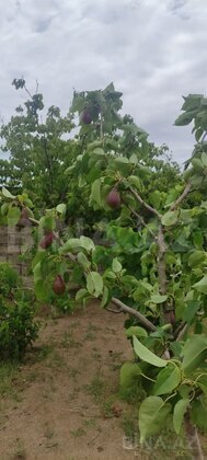 3 otaqlı Həyət evi/Bağ evi, Zirə q., Bakı