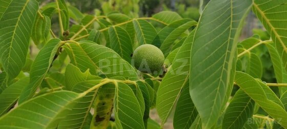 3 otaqlı Həyət evi/Bağ evi, Zirə q., Bakı