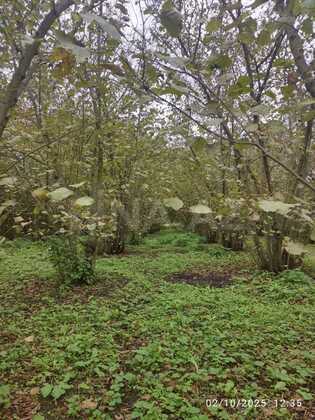 Torpaq Nabran r., Xaçmaz