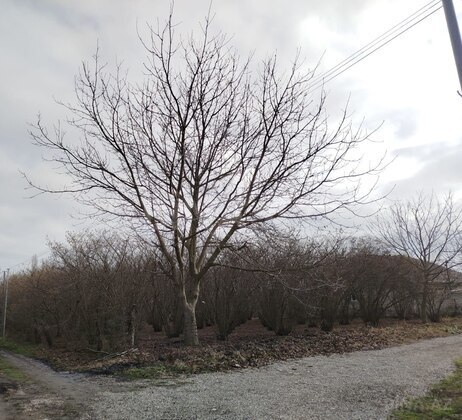Torpaq Nabran r., Xaçmaz