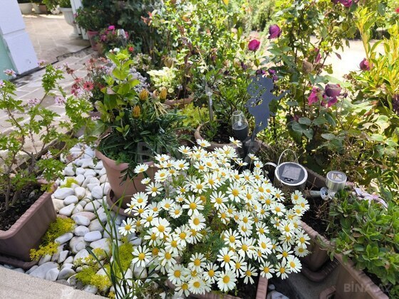 3 otaqlı Həyət evi/Bağ evi, Şamaxı