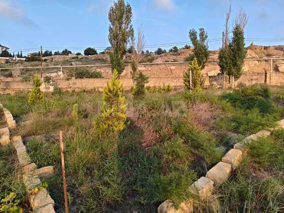 Torpaq Nardaran q., Bakı
