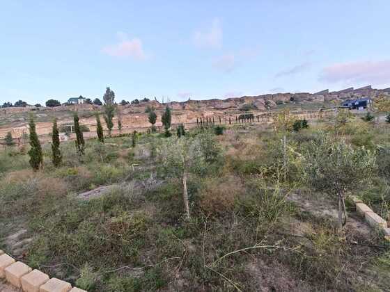 Torpaq Nardaran q., Bakı