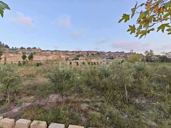 Torpaq Nardaran q., Bakı