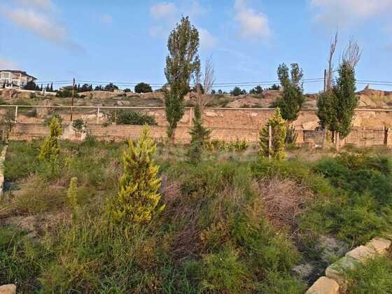 Torpaq Nardaran q., Bakı