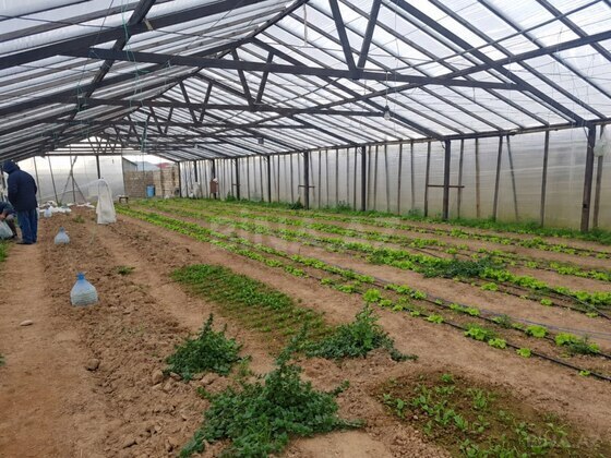 Torpaq Türkan q., Bakı
