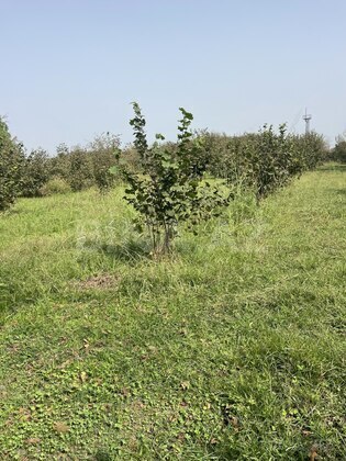 Torpaq Zaqatala