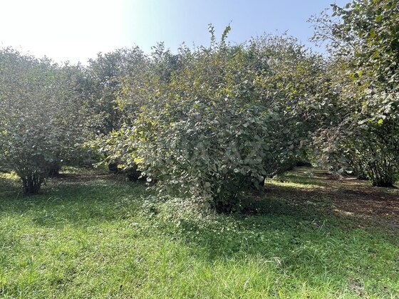 Torpaq Zaqatala