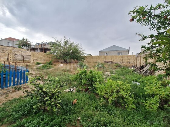 Torpaq Novxanı q., Bakı