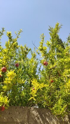 Torpaq Ələt q., Bakı