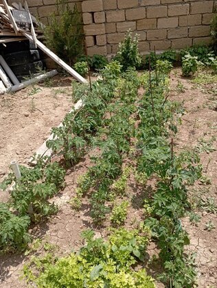 5 otaqlı Həyət evi/Bağ evi, Qobu q., Bakı
