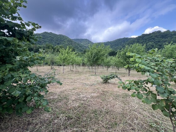 Torpaq İsmayıllı