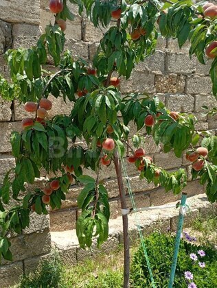 3 otaqlı Həyət evi/Bağ evi, Maştağa q., Bakı