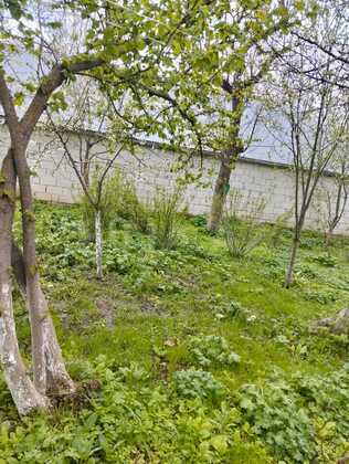 4 otaqlı Həyət evi/Bağ evi, Şamaxı