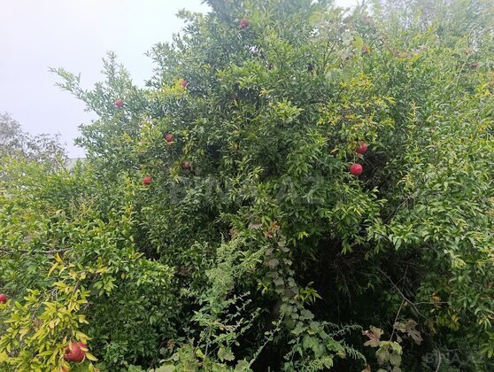 Torpaq Görədil q., Bakı