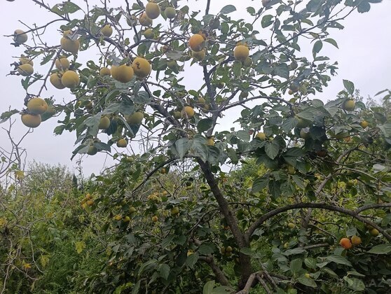Torpaq Görədil q., Bakı