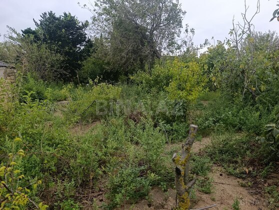 Torpaq Görədil q., Bakı
