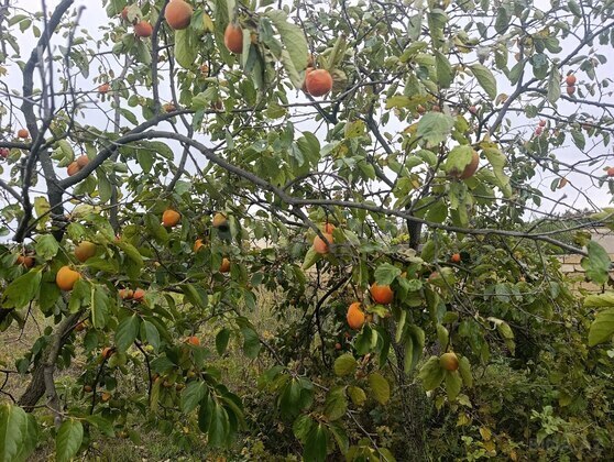 Torpaq Görədil q., Bakı