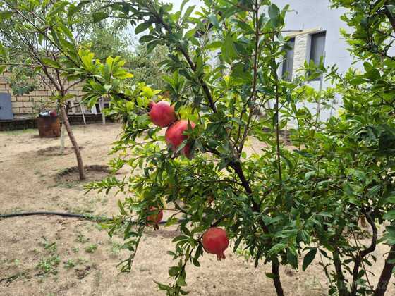4 otaqlı Həyət evi/Bağ evi, Novxanı q., Bakı