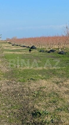 Torpaq Xaçmaz r., Xaçmaz