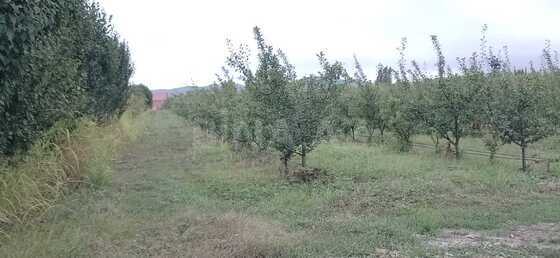 Torpaq Quba