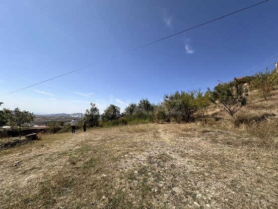 Torpaq Şamaxı