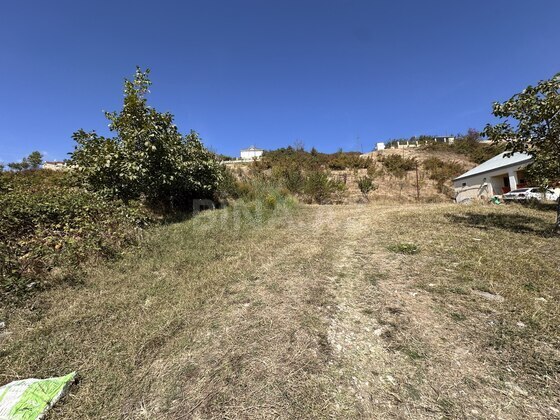 Torpaq Şamaxı