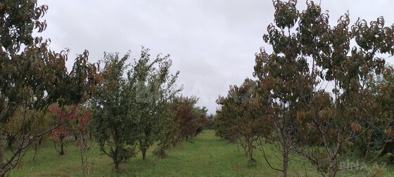 Torpaq Quba