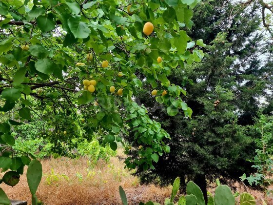 3 otaqlı Həyət evi/Bağ evi, Bilgəh q., Bakı