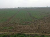 Satılır  torpaq 131 sot, photo 2 from 5