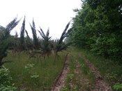 Объявление №2112268 - Ленкорань, Ленкорань, 25 сот