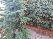 Satılır  torpaq 5 sot, Yasamal q., photo 7 from 8