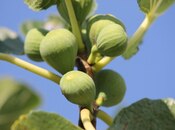 Satılır  obyekt 2 500 m², Maştağa q., photo 3 from 8