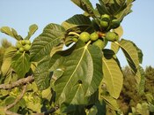 Satılır  obyekt 2 500 m², Maştağa q., photo 4 from 8