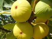 Satılır  obyekt 2 500 m², Maştağa q., photo 8 from 8