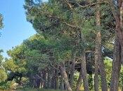 Satılır  obyekt 2 500 m², Maştağa q., photo 6 from 8