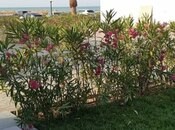 İcarəyə verilir 1 otaqlı həyət evi/bağ evi 68 m², Nardaran q., photo 5 from 8