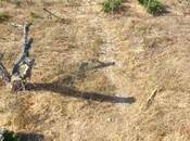 Satılır  torpaq 27 sot, Novxanı q., photo 6 from 8