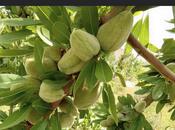 Продаётся  объект 25 000 м², пос. Тюркан, photo 5 from 8