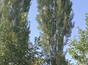 Satılır  torpaq 46 sot, photo 2 from 6