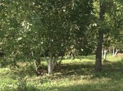 Satılır  torpaq 46 sot, photo 3 from 6