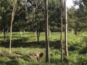 Satılır  torpaq 46 sot, photo 4 from 6