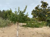 Продаётся  участок 24 сот, пос. Мардакан, photo 8 from 8