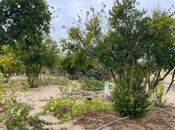 Продаётся  участок 24 сот, пос. Мардакан, photo 6 from 8