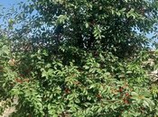 Продаётся 5-комн. дом/дача 230 м², пос. Мардакан, photo 8 from 8