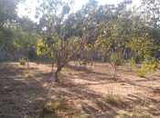Satılır  torpaq 22 sot, Bilgəh q., photo 8 from 8