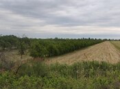 Объявление №3934386 - Барда, Барда, 500 сот