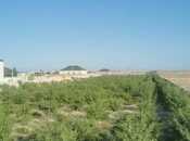 Продаётся  участок 47 сот, пос. Зире, photo 4 from 5